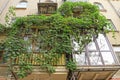 Closed balcony overgrown with green vegetation on the wall