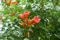 Closed bds and reddish orange flowers of Campsis radicans