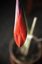 Closed bloom of a red amaryllis with the pot in the background. Royalty Free Stock Photo