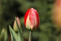 Closed blossom of Tulipa agenensis in the villageÃÂ´s garden. Love emotion. Beskydy, czech republic. Europe flowers. Summer Flowers Royalty Free Stock Photo