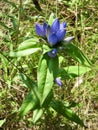 Closed Bottle Gentian (Gentiana andrewsii) along hiking trail at Presqu\'ile