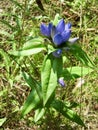 Closed Bottle Gentian (Gentiana andrewsii) growing along hiking trail at Presqu\'ile