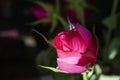 A Closed Bud Of A Beautiful Bright Pink Rose On A Black Background