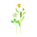 Closed Bud of Calendula Plant with Orange Flower Head and Clover on Stem as Meadow Herb Vector Illustration Royalty Free Stock Photo