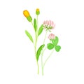 Closed Bud of Calendula Plant with Orange Flower Head and Clover on Stem as Meadow Herb Vector Illustration Royalty Free Stock Photo