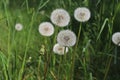 Closed bud of a dandelion. Dandelion white flowers. Royalty Free Stock Photo