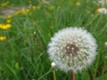 Closed Bud of a dandelion. Dandelion white flowers in green grass. Seed coming away from dandelion Royalty Free Stock Photo