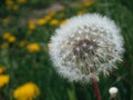 Closed Bud of a dandelion. Dandelion white flowers in green grass. Seed coming away from dandelion Royalty Free Stock Photo