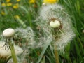 Closed Bud of a dandelion. Dandelion white flowers in green grass. Seed coming away from dandelion Royalty Free Stock Photo