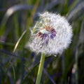 Dandelion white flowers in green grass