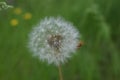 Closed Bud of a dandelion. Dandelion white flowers in green grass. High quality photo Royalty Free Stock Photo