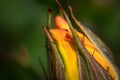 Closed bud of a orange rose Royalty Free Stock Photo