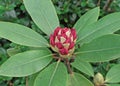 Closed bud of red rhododendron. The beginning of flowering of rhododendrons