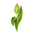 Closed Bud of Tulip Flower on Green Stem with Green Blade Isolated on White Background Vector Illustration Royalty Free Stock Photo