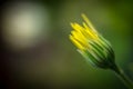 Closed bud of a yellow wildflower Royalty Free Stock Photo