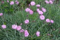 Closed buds and light pink flowers of polymerous Dianthus Royalty Free Stock Photo
