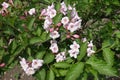 Closed buds and opened pink flowers of Weigela florida in May