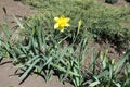 Closed buds and opened yellow flower of narcissuses