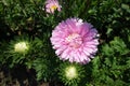 Closed buds and pink flower of China aster in August Royalty Free Stock Photo