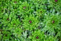 Closed buds of Saxifraga plant on a green background on a sunny day macro photography. Royalty Free Stock Photo