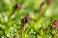 Closed buds of Saxifrage plant on a green background on a sunny day macro photography. Royalty Free Stock Photo