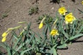 Closed buds and 3 yellow flowers of narcissuses