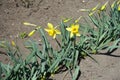 Closed buds and two flowers of narcissuses in April