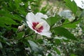 Closed buds and white crimsoneyed flower of Hibiscus syriacus in July Royalty Free Stock Photo