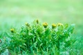 Closed buds of yellow dandelion flowers. Spring green background. Nature. Royalty Free Stock Photo