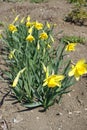 Closed buds and yellow flowers of narcissuses