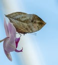Closed butterfly looking like a leaf on orchid flower Royalty Free Stock Photo