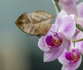 Closed butterfly looking like a leaf on orchid flower Royalty Free Stock Photo