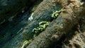 Closed calcareous tubeworm or fan worm, plume worm or red tube worm (Serpula vermicularis) undersea, Aegean Sea