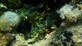 Closed calcareous tubeworm or fan worm, plume worm or red tube worm (Serpula vermicularis) undersea, Aegean Sea