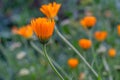 Closed calendula flowers in the evening