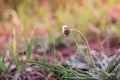 closed chamomile in the field at sunset. Daisy flowers