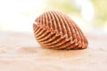 Closed cockle shell on a sandy beach