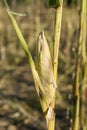 closed corn ear isolated in the field still green color due to drought