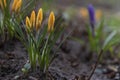 Closed crocus flowers with leaves Royalty Free Stock Photo