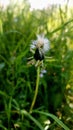 Closed dandelion bud among the grass Royalty Free Stock Photo