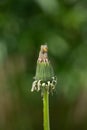 Closed dandelion bud ,on green blurry background Royalty Free Stock Photo