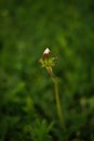 Closed dandelion flower grow in green grass