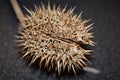 Closed Datura stramonium Jimson weed seed macro, open end, abstract, spikes and web Royalty Free Stock Photo