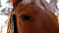 Closed eye of an horse Royalty Free Stock Photo