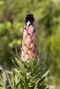 Closed flower of a beautiful Protea flower