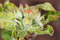 Closed flower on a branch of an apple tree