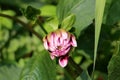 Closed flower bud of Dahlia bushy tuberous herbaceous perennial plant with large violet multiple layers of fresh petals in local