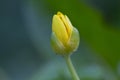 Bud of Lesser celandine Royalty Free Stock Photo