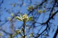 Closed flower buds of apple against blue sky in April Royalty Free Stock Photo