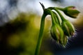 Closed flower buds opening Royalty Free Stock Photo